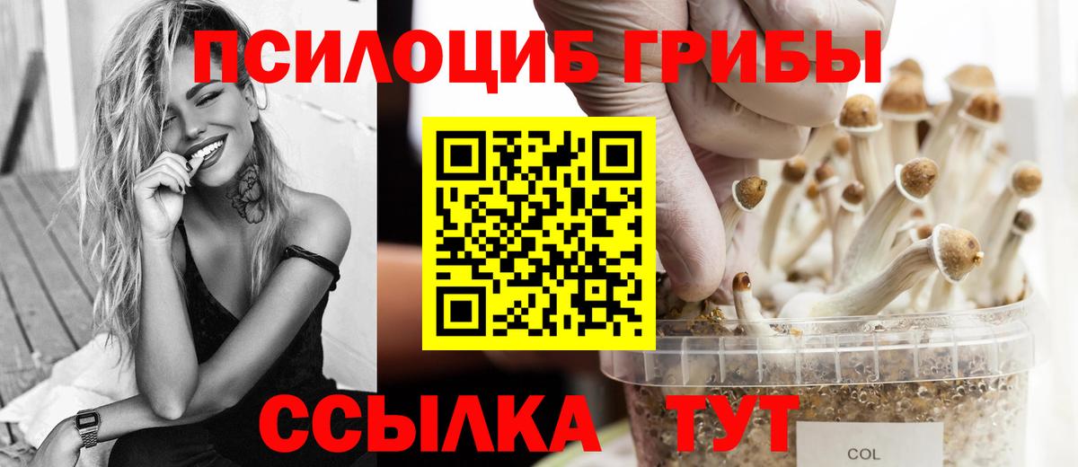 Псилоцибиновые грибы Cubensis Миллерово